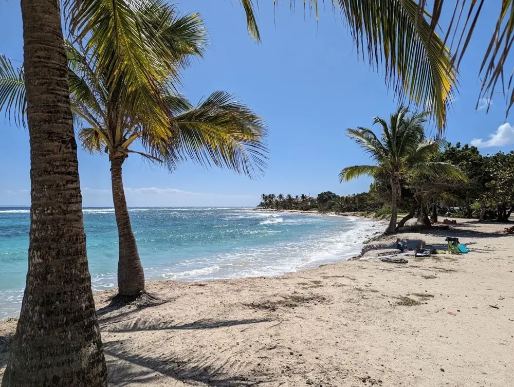 Palm trees on a sunny beach